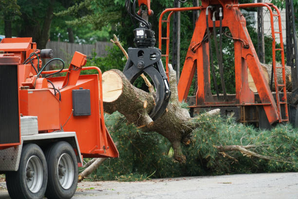 How Our Tree Care Process Works  in  Fairfield Plantation, GA